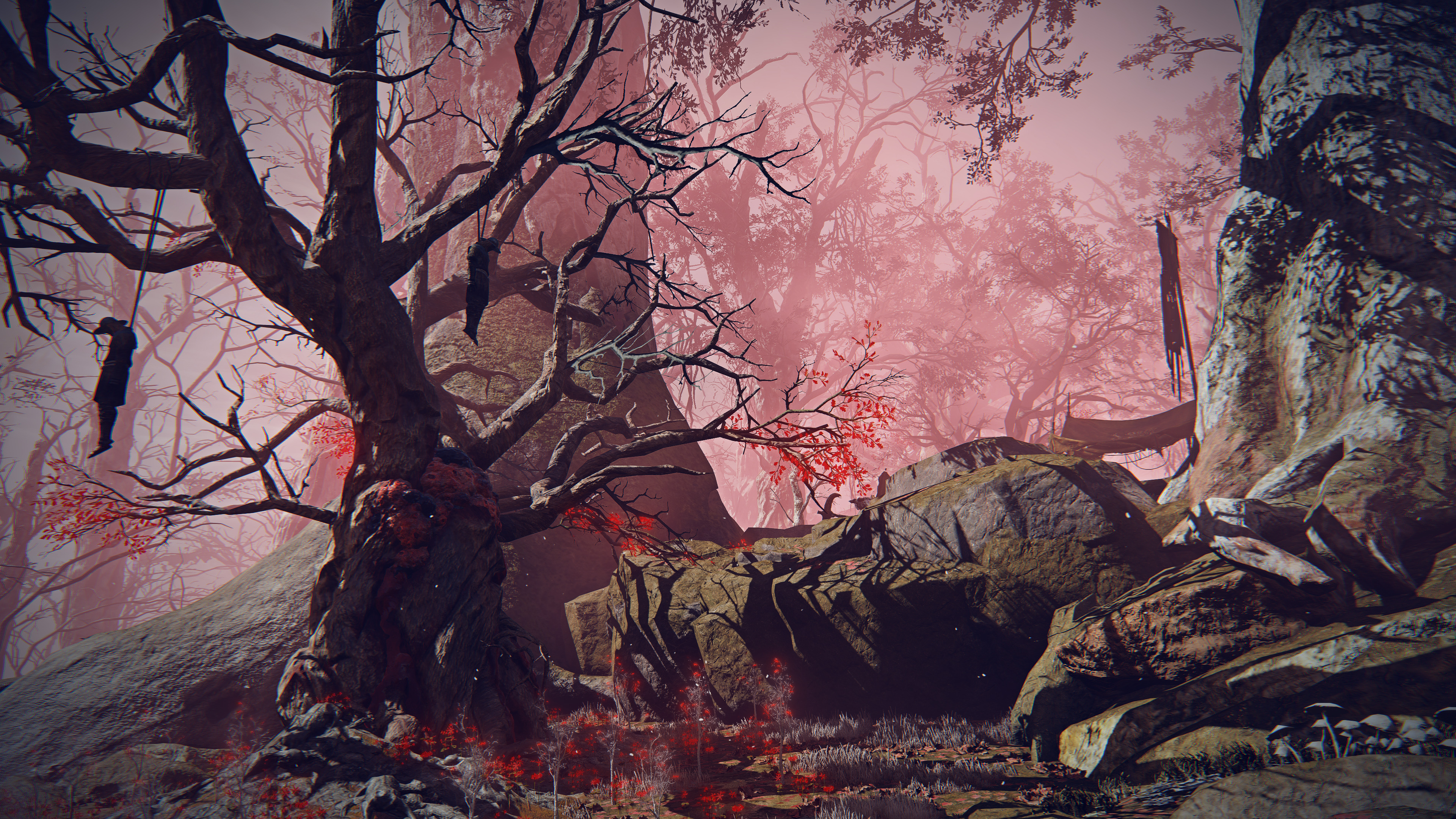 image of the rotted woods